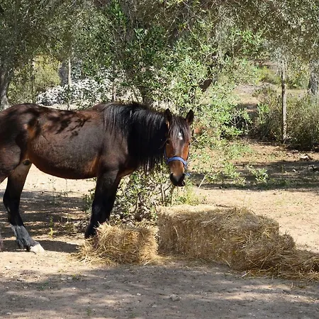 Le Palombelle Konukevi Otranto